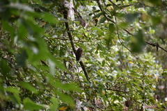 Glaucidium radiatum