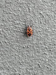 Pyrrhocoris apterus
