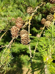 Larix