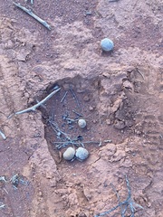 Camelus dromedarius