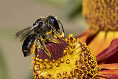 Megachile versicolor
