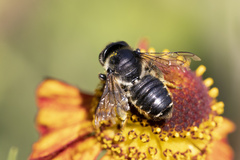 Megachile versicolor