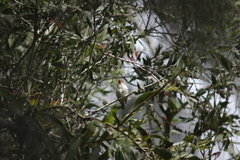 Myzomela sanguinolenta