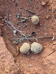 Camelus dromedarius