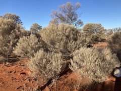 Acacia aneura