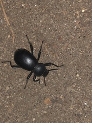 Coelocnemis dilaticollis