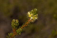 Calytrix pimeleoides