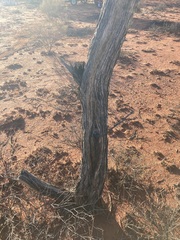 Acacia aneura