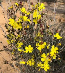 Hibbertia virgata