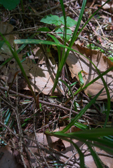 Carex debilis rudgei