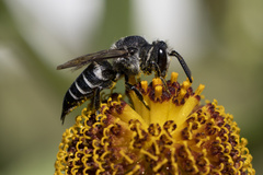 Coelioxys inermis