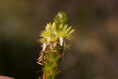 Calytrix pimeleoides