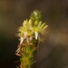 Calytrix pimeleoides - Photo (c) Nick Lambert, some rights reserved (CC BY-NC-SA), uploaded by Nick Lambert