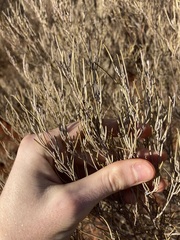 Acacia aneura
