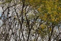 Melithreptus brevirostris
