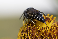 Coelioxys inermis