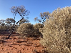 Acacia aneura