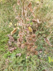 Arctium tomentosum