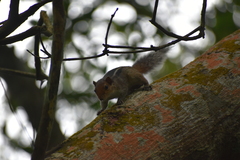 Funambulus tristriatus
