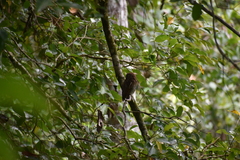 Glaucidium radiatum