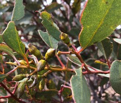 Eucalyptus incrassata