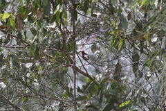 Myzomela sanguinolenta