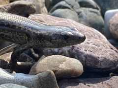 Oligosoma smithi