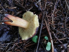 Xerocomellus pruinatus