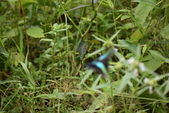 Graphium teredon