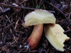 Xerocomellus pruinatus