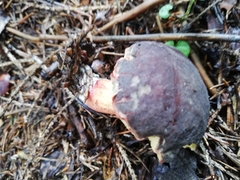 Xerocomellus pruinatus