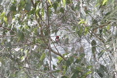 Myzomela sanguinolenta