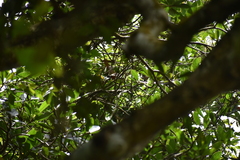 Pycnonotus cafer