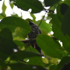 Pycnonotus cafer