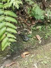 Fringilla coelebs maderensis