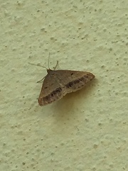 Isturgia arenacearia