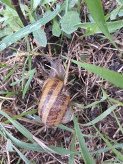 Helix lucorum