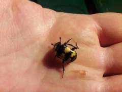 Nicrophorus interruptus