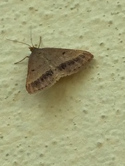 Isturgia arenacearia