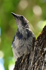 Aphelocoma californica