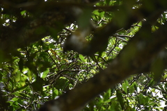 Pycnonotus cafer
