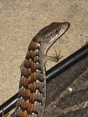 Elgaria multicarinata