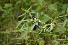 Graphium teredon
