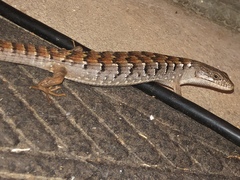 Elgaria multicarinata