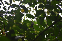 Pycnonotus cafer
