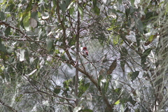 Myzomela sanguinolenta