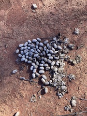 Camelus dromedarius
