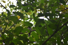 Pycnonotus cafer