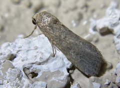 Spodoptera exigua