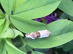 Acontia lucida